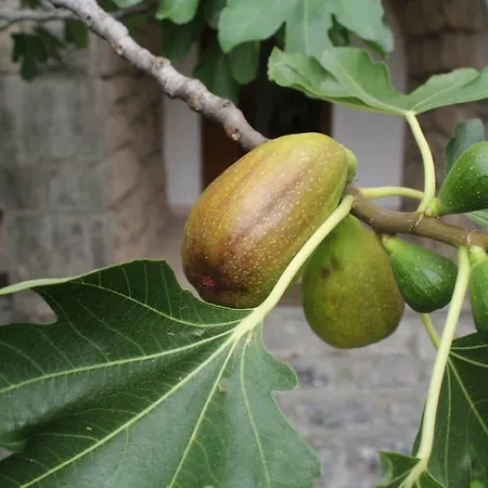 Bartola بيت للعطل