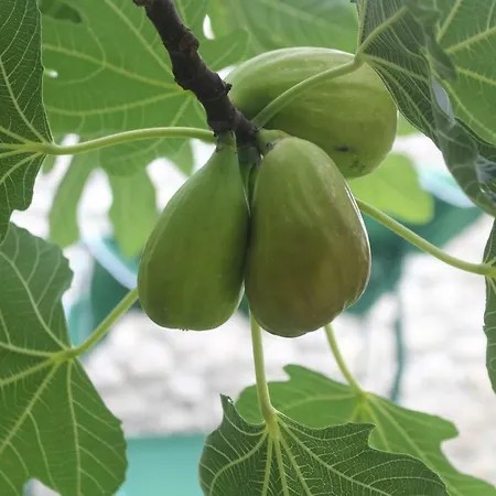 بيت للعطل Bartola *