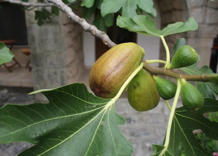 Bartola Casa de Férias