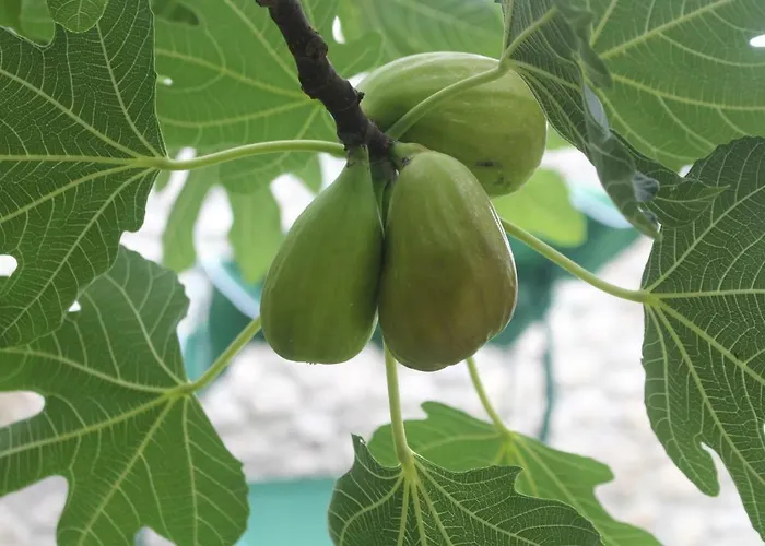 Casa de Férias Bartola *